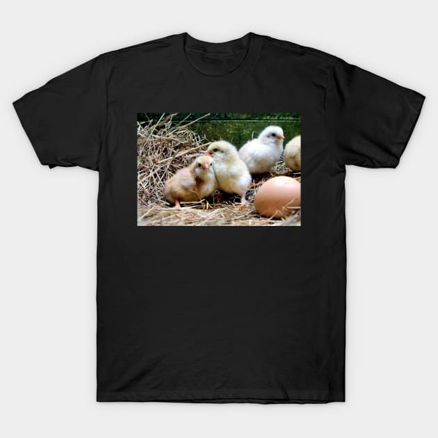 Chick life - chicks and egg T-Shirt by WesternExposure